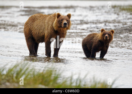 North American brown bear sow and cub standing in creek, Lake Clark National Park, Alaska, United States Stock Photo