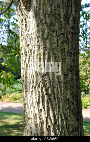 Bark of Japanese Walnut, Juglans ailanthifolia var. cordiformis, at Leicester Botanic Garden, UK Stock Photo