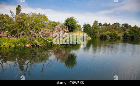 Lake at the Dublin zoo in Phoenix Park, Ireland. Stock Photo