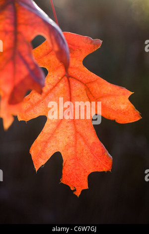 Autumn Colour of a Scarlet Oak Leaf Stock Photo