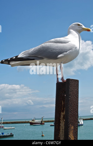 Folkestone beach front. A seagull perching on a rusty post by the harbor wall Stock Photo