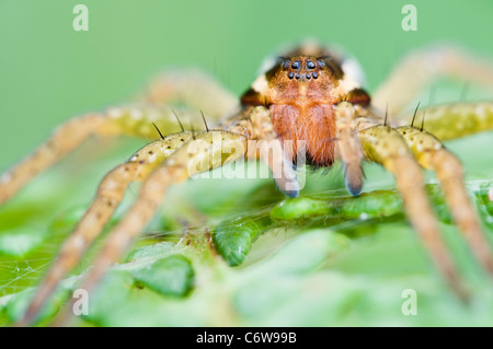 Raft Spider hunting on fern leaves Stock Photo