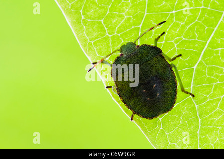 Green Shield Bug nymph resting on underside of a leaf Stock Photo