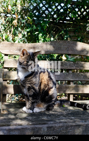 Tabby cat on a wooden bench in dappled sunlight Stock Photo