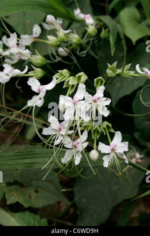 Flower (Clerodendrum scandens (umbellatum): Verbenaceae) in rainforest, Cameroon. Stock Photo