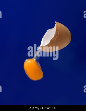 An egg yolk falling from an unsupported egg shell on a blue background Stock Photo