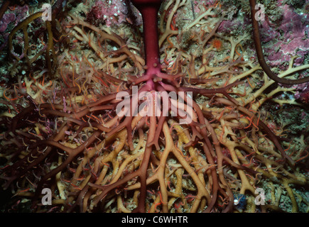 Bristle Stars living in Holdfast (Haptera), or the root system, of Giant Kelp (Macrocystis pyrifera). Channels Islands Stock Photo