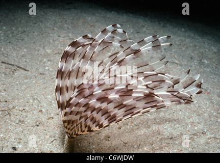 Feather Duster Worm (Sabellastarte sanctijosephi) emerging from its tube to feed on plankton. Red Sea, Egypt Stock Photo
