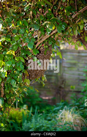 Wild Bee colony swarm of about 15000 bees resting on a rose arch Stock Photo