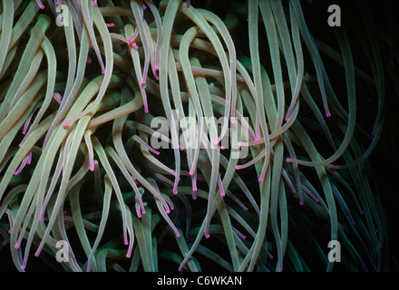 Tentacles of the Magnificent Sea Anemone (Heteractis magnifica). Brittany, France - Atlantic Ocean Stock Photo