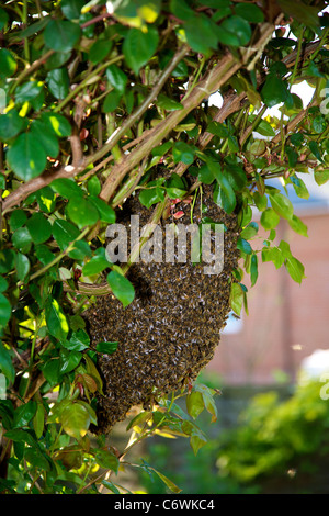 Wild Bee colony swarm of about 15000 bees resting on a rose arch Stock Photo