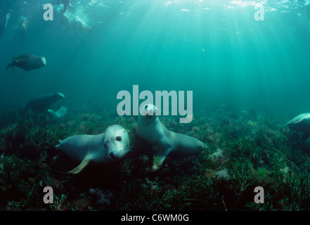 Australian Sea Lions (Neophoca cinerea) playing in sea grass near ocean floor. South Australia, Dangerous Reef Stock Photo