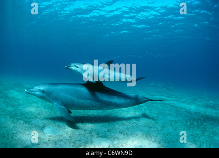 Wild Bottlenose Dolphins (Tursiops truncatus), calf swimming with mother. Nuweiba, Egypt, Red Sea Stock Photo