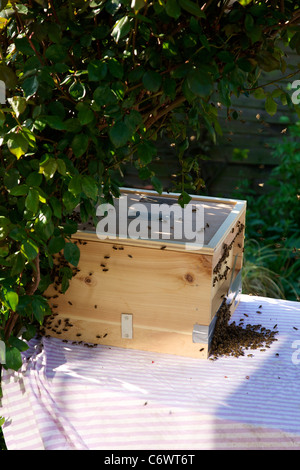 A new bee hive brood box prepared and accepting a swarm of about 15000 bees into a new bee colony Stock Photo