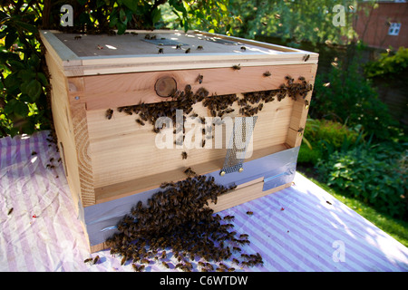 A new bee hive brood box prepared and accepting or a new bee colony of about 15000 bees Stock Photo