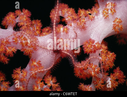Brittle Star (Ophiothrix sp.) scavenges on Alcyonarian Coral at night, Sipadan Island, Borneo, South China Sea Stock Photo