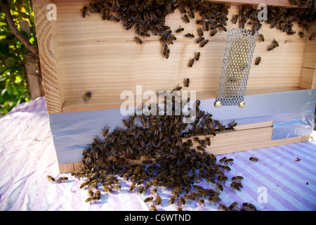 A new bee hive brood box prepared and accepting or a new bee colony of about 15000 bees Stock Photo