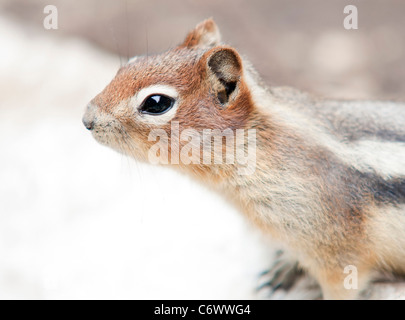 Chipmunk in the Canadian rockies