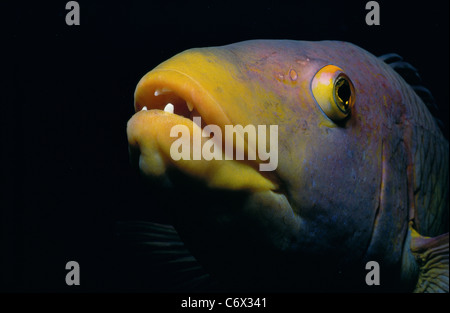 Spanish Hogfish (Bodianus rufus), Bahamas - Caribbean Stock Photo
