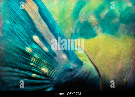 Pectoral fin of Bullethead Parrotfish (Scarus sordidus) - Red Sea Stock Photo