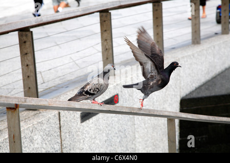 Pigeons in the Nottingham Old Market Square Stock Photo