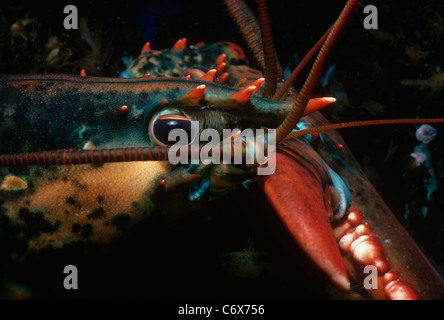 Close-up of eye of Spiny Lobster (Homarus americanus). New England, USA, Atlantic Ocean Stock Photo