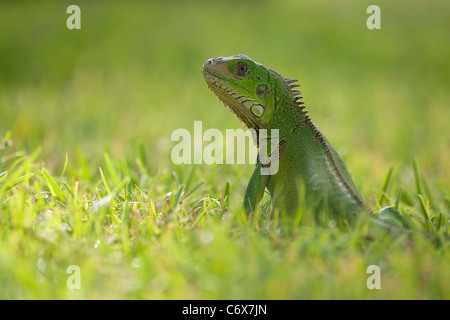 Portrait of a young wild Green Iguana sitting in a field at the Sunspree Holiday Inn resort, Aruba, Dutch Caribbean Stock Photo