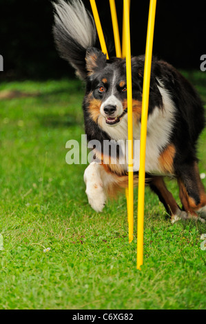 A Border Collie/Appenzell (Swiss breed) cross,doing a slalom course Stock Photo