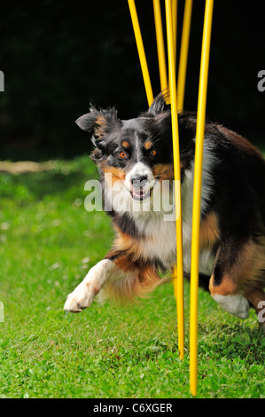 A Border Collie/Appenzell (Swiss breed) cross,doing a slalom course. Space for text on the black background Stock Photo
