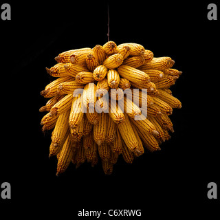 Ripe golden corn harvest in cluster on black. Close-up shot. Stock Photo