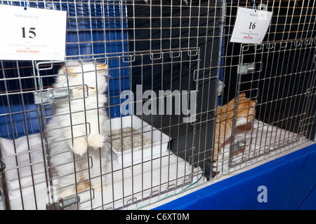 small white persian tabby colourpoint kitten and red tabby exotic kitten in cage at cat show in the uk Stock Photo