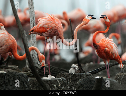 Fighting Flamingo Stock Photo