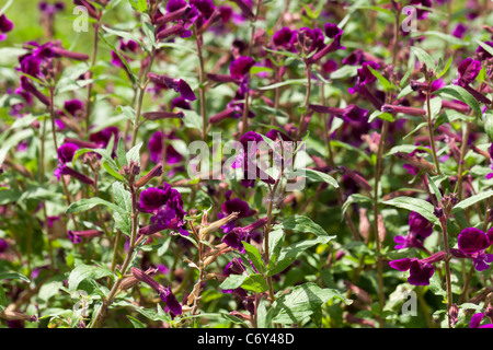 Blue Waxweed, Indianbloss (Cuphea viscosissima) Stock Photo