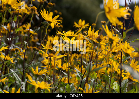 Cheerful Sunflower, Präriesolros (Helianthus x laetiflorus) Stock Photo