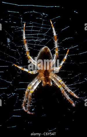 A close-up on a female garden spider (Arenatus diadematus). Épeire diadème (Araneus diadematus) femelle en gros plan. Stock Photo