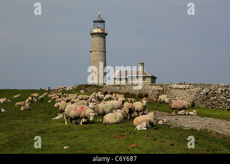 Flock of Sheep by the Old Lighthouse on Lundy Island in the Bristol Channel, Devon, United Kingdom Stock Photo