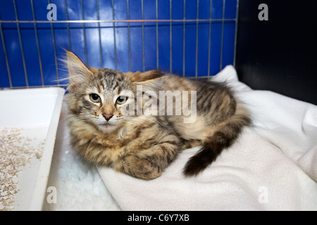 norwegian forest kitten in a display cage at a local club cat show in the uk Stock Photo
