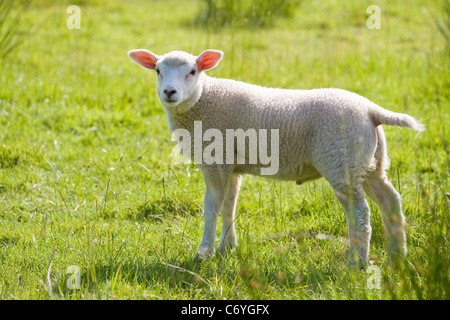 Lamb in Field Stock Photo