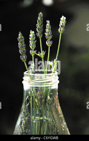 Flowers in glass bottle Stock Photo