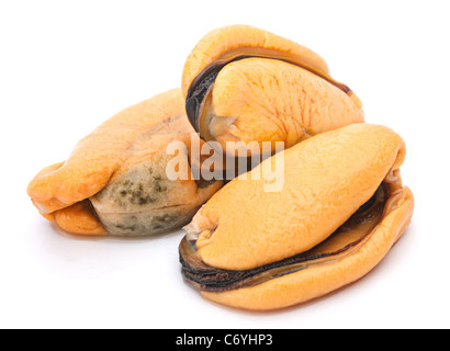 Boiled yellow mussel seafood isolated on white background Stock Photo