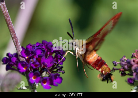 Clear wing hummingbird, humming bird, moth, Hemaris thysbe, hovers above a flower. Stock Photo