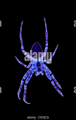 A spider with psychedelic colors (photomontage). Araignée aux couleurs psychédéliques (photomontage). Stock Photo