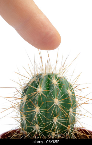 Man pressing his finger on a mini cactus, studio shot, white background Stock Photo