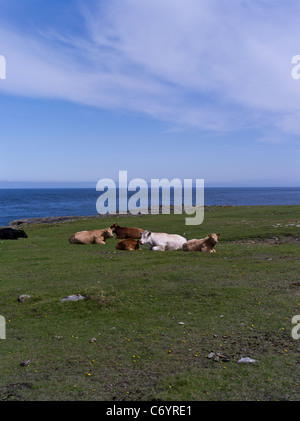 dh Mull Head PAPA WESTRAY ISLAND ORKNEY SCOTLAND Cattle sitting grassland pasture livestock herd beef uk cows sit down Stock Photo
