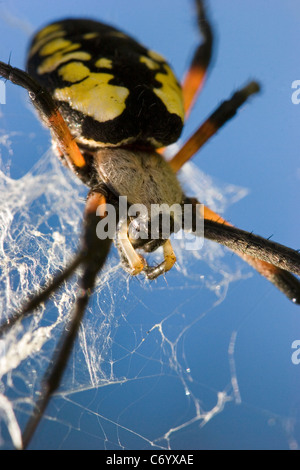 Black and yellow garden spider, argiope, Argiope aurantia, common garden spider in web, close up Stock Photo