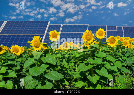 Solar panels in field of sunflowers Stock Photo