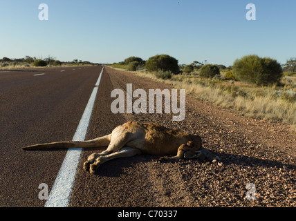 Large Red Kangaroo Dead on the side of the road. Road Kill. Roadkill Stock Photo
