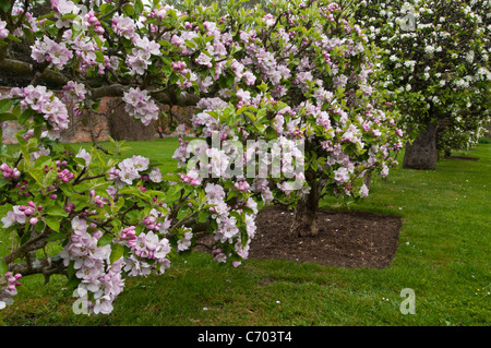 Flowering apple trees. Lord Suffield variety of traditional English Apple full of pink and white blossom at Rousham House, Oxfordshire, England. Stock Photo