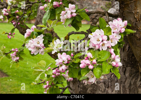The delicate pink and white blossom flowers and buds of a traditional variety of English Apple tree, Rousham House, Oxfordshire, England Stock Photo