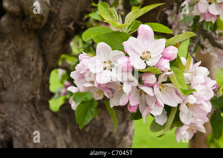 The delicate pink and white blossom flowers and buds of a traditional English variety of Apple tree, Rousham House, Oxfordshire, England Stock Photo